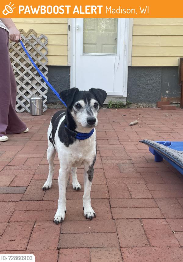 Found/Stray Male Dog last seen Milwaukee and Cryatal, Madison, WI 53714
