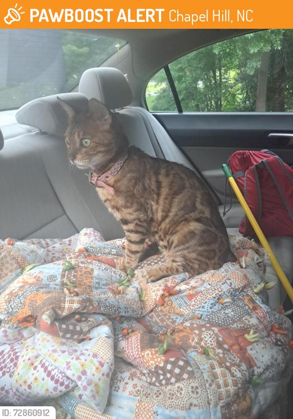 Found/Stray Unknown Cat last seen chapel ridge, Chapel Hill, NC 27510