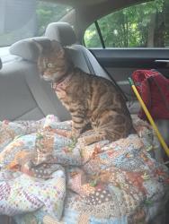 Found/Stray Unknown Cat last seen chapel ridge, Chapel Hill, NC 27510