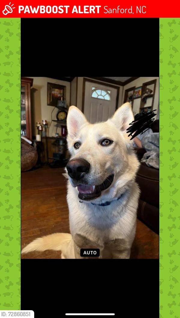 Lost Male Dog last seen Hoover Rd, Flowers Dr, W Park Ln, Bullard and Buffalo Lakes., Sanford, NC 27330
