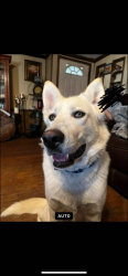 Lost Male Dog last seen Hoover Rd, Flowers Dr, W Park Ln, Bullard and Buffalo Lakes., Sanford, NC 27330