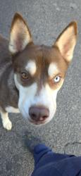 Found/Stray Male Dog last seen Pio no no and rocky creek road, Macon, GA 31206