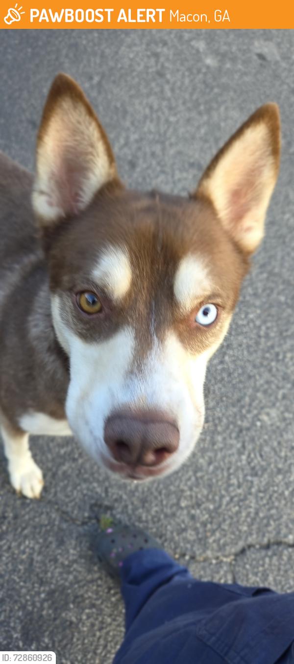 Found/Stray Male Dog last seen Pio no no and rocky creek road, Macon, GA 31206