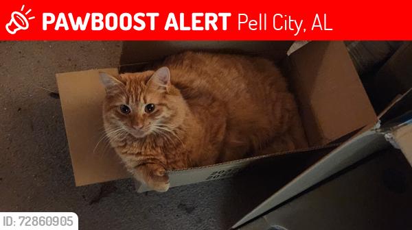 Lost Male Cat last seen Bowman Circle , Pell City, AL 35125