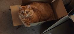 Lost Male Cat last seen Bowman Circle , Pell City, AL 35125