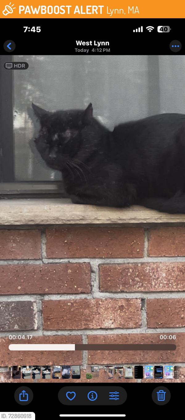 Found/Stray Unknown Cat last seen Lynn Commons, Lynn, MA 01905