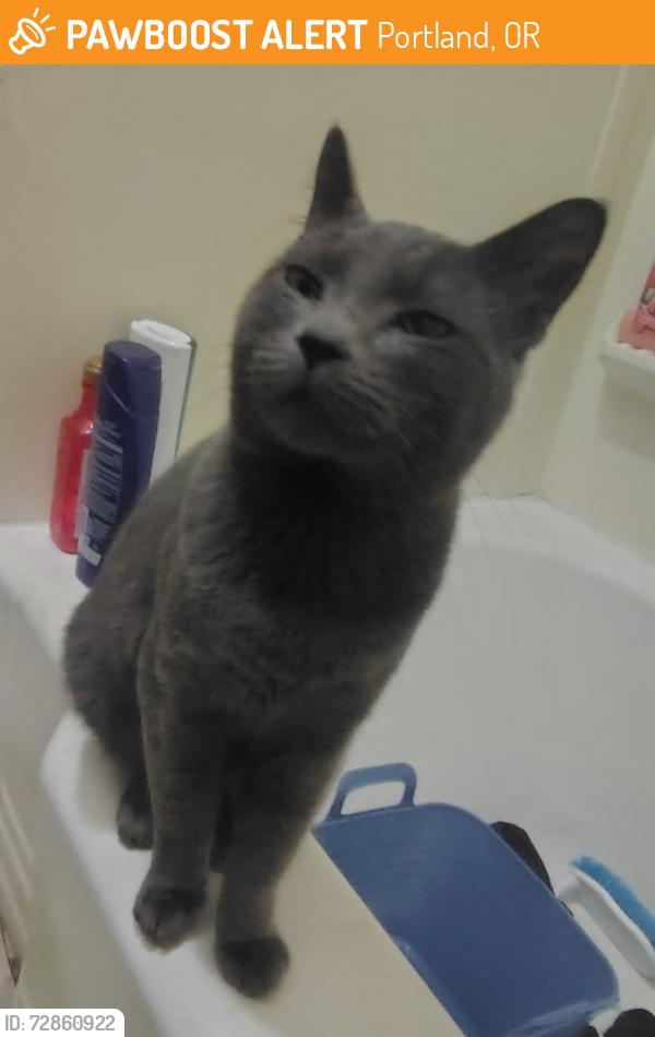 Found/Stray Male Cat last seen Sandy blvd, Portland, OR 97220