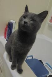 Found/Stray Male Cat last seen Sandy blvd, Portland, OR 97220