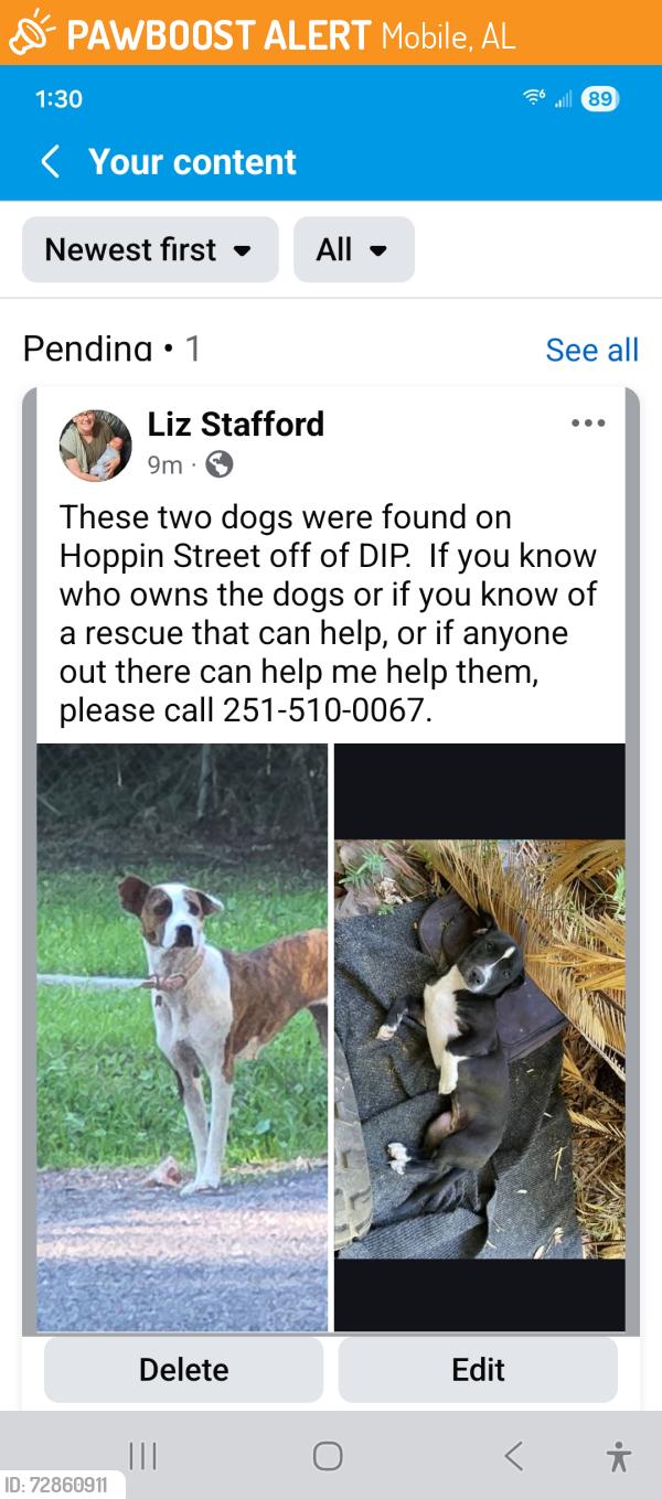 Found/Stray Female Dog last seen Rosedale & Hoppin, Mobile, AL, Mobile, AL 36605