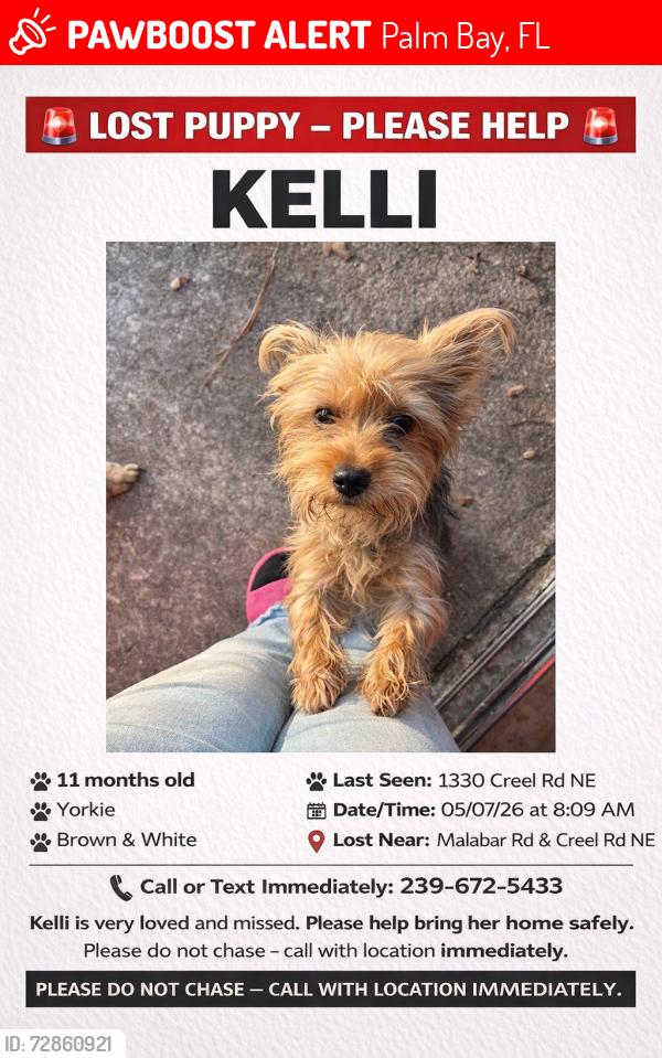 Lost Female Dog last seen Rivera& port Malabar , Palm Bay, FL 32905