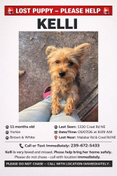 Lost Female Dog last seen Rivera& port Malabar , Palm Bay, FL 32905