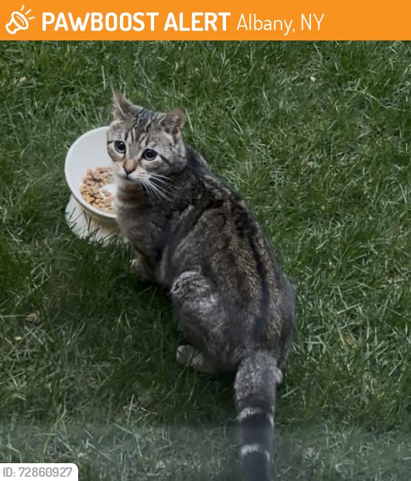 Found/Stray Unknown Cat last seen Sand Creek Rd, Albany, NY 12205
