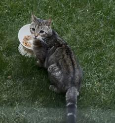 Found/Stray Unknown Cat last seen Sand Creek Rd, Albany, NY 12205