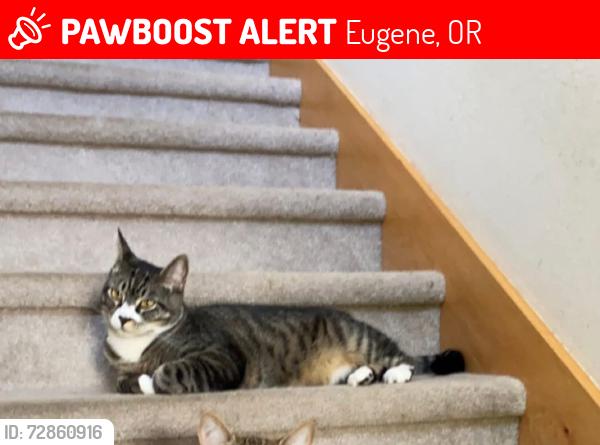 Lost Male Cat last seen Tyson Lane and Boresek Lane, Eugene, OR 97404