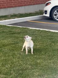 Found/Stray Unknown Dog last seen Rue du grand pic, Laval, QC H7L