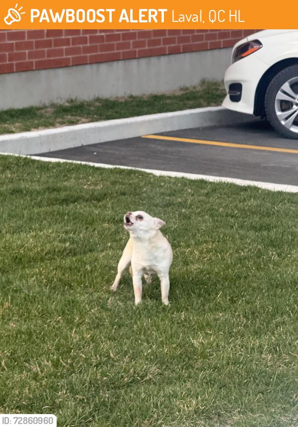 Found/Stray Unknown Dog last seen Rue du grand pic, Laval, QC H7L