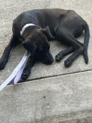 Found/Stray Male Dog last seen Sparrow hawk ct, Grand Prairie, TX 75052