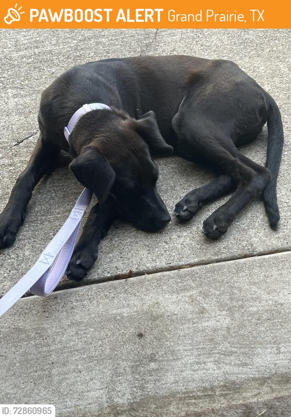 Found/Stray Male Dog last seen Sparrow hawk ct, Grand Prairie, TX 75052