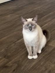 Lost Female Cat last seen 27th ave and deer valley, Phoenix, AZ 85027