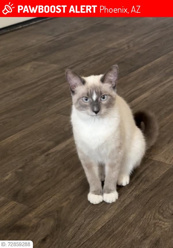 Lost Female Cat last seen 27th ave and deer valley, Phoenix, AZ 85027