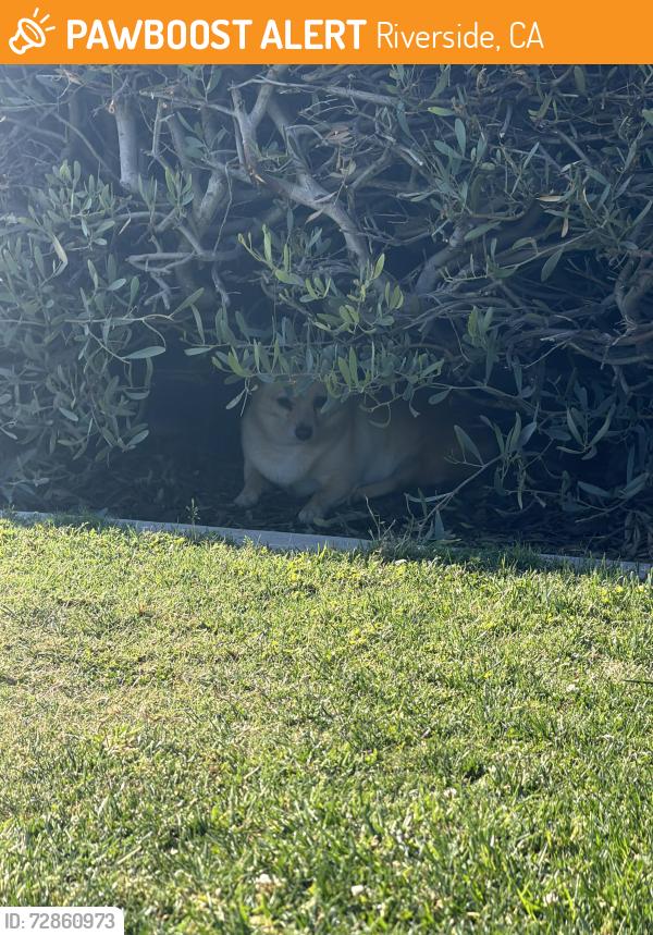 Found/Stray Unknown Dog last seen Ryan bonominip park in bushes by water fountain , Riverside, CA 92506