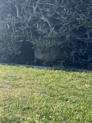 Found/Stray Unknown Dog last seen Ryan bonominip park in bushes by water fountain , Riverside, CA 92506