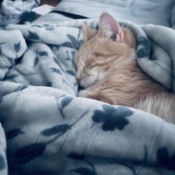 Lost Male Cat last seen Bethel Main Street, Bethel Historical Museum , Bethel, OH 45106