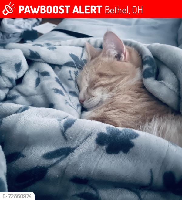 Lost Male Cat last seen Bethel Main Street, Bethel Historical Museum , Bethel, OH 45106