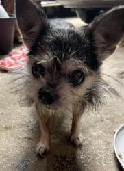 Found/Stray Female Dog last seen SW 92nd St & S Country Club in S. Oklahoma City, Oklahoma City, OK 73159