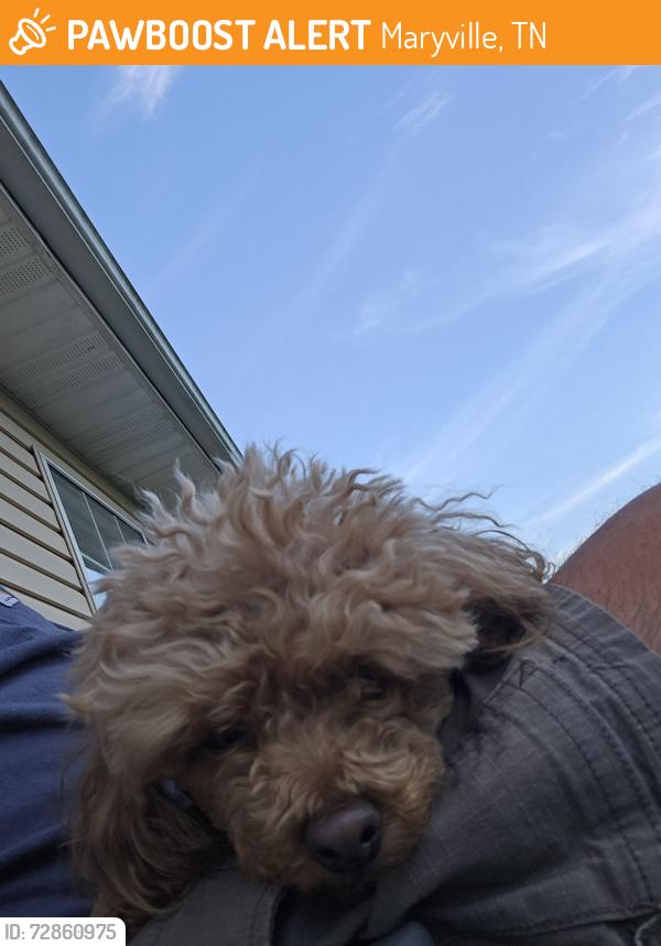 Found/Stray Male Dog last seen Clover hill ridge rd, Maryville, TN 37801