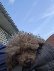 Found/Stray Male Dog last seen Clover hill ridge rd, Maryville, TN 37801