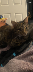 Lost Female Cat last seen Lincoln Park apmts , Anaheim, CA 92801