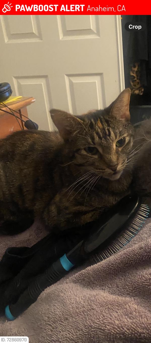 Lost Female Cat last seen Lincoln Park apmts , Anaheim, CA 92801