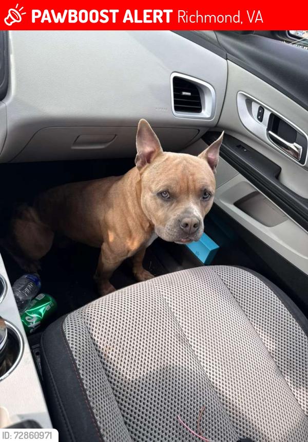 Lost Male Dog last seen Near Fairfax ave , Richmond, VA 23224