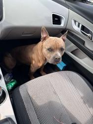 Lost Male Dog last seen Near Fairfax ave , Richmond, VA 23224