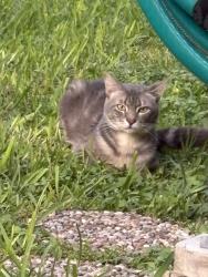 Found/Stray Male Cat last seen Monette and Rita Dr, Corpus Christi, TX 78412