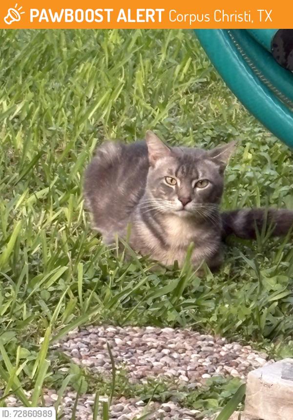 Found/Stray Male Cat last seen Monette and Rita Dr, Corpus Christi, TX 78412