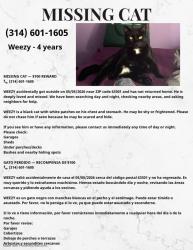 Lost Male Cat last seen Elm point industrial , Saint Charles, MO 63301
