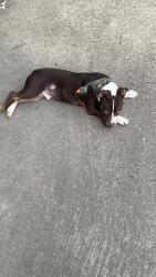 Found/Stray Male Dog last seen Mia LXMI Westchase West, Houston, TX 77082
