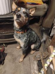Found/Stray Male Dog last seen Bonnie heath bridge , Ocala, FL 34470
