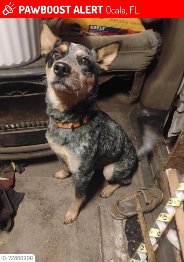 Found/Stray Male Dog last seen Bonnie heath bridge , Ocala, FL 34470