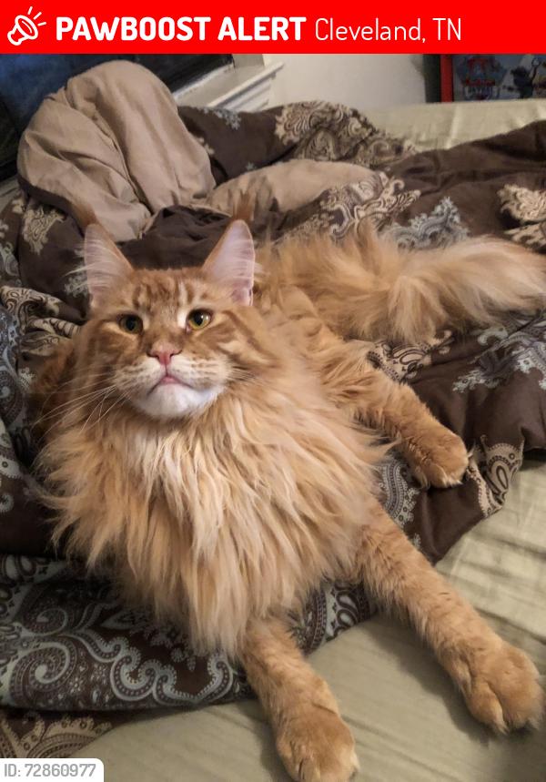 Lost Male Cat last seen Oakcrest Ave Brookside dr. , Cleveland, TN 37312