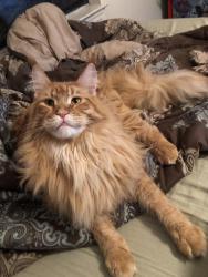 Lost Male Cat last seen Oakcrest Ave Brookside dr. , Cleveland, TN 37312