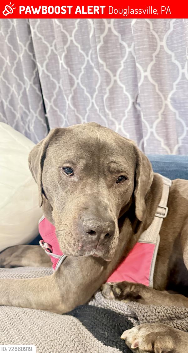 Lost Female Dog last seen Levengoode, Douglassville, PA 19518