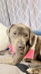 Lost Female Dog last seen Levengoode, Douglassville, PA 19518