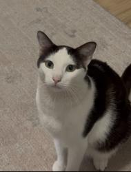 Lost Male Cat last seen Cassidy St and Horne St, Oceanside, CA 92054