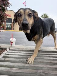 Found/Stray Female Dog last seen Tyndall Pkwy, Callaway, FL 32404