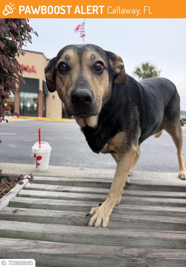 Found/Stray Female Dog last seen Tyndall Pkwy, Callaway, FL 32404