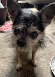 Found/Stray Female Dog last seen SW 92nd & S Country Club Ave in Okc, Oklahoma City, OK 73159
