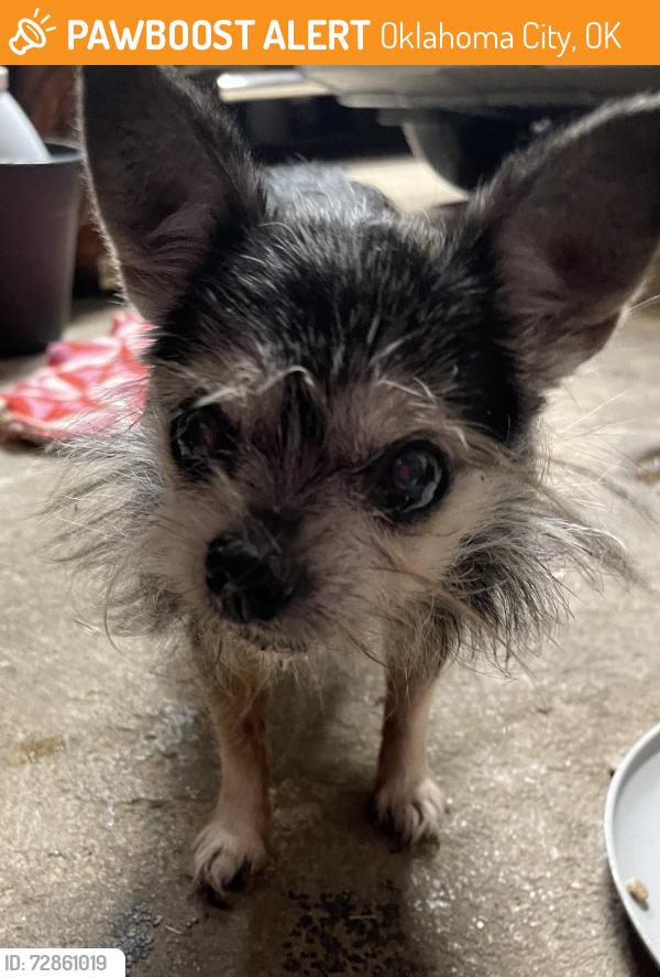 Found/Stray Female Dog last seen SW 92nd & S Country Club Ave in Okc, Oklahoma City, OK 73159